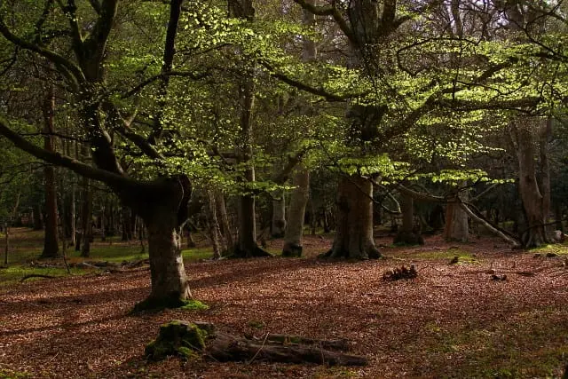 Beech trees in Mallard Wood, New Forest